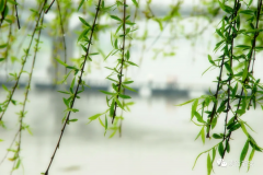 春雨