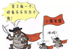 大战“小强”作文600字