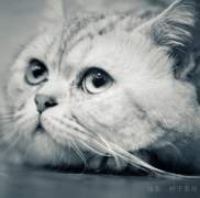 小猫是怎样洗脸的?