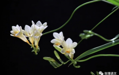 写植物的作文：兰花