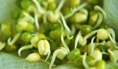 绿豆发芽观察日记连续3-5-7天(精选作文23篇)