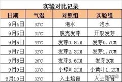 绿豆发芽观察日记7天连续生长过程优秀作文(附对比图)